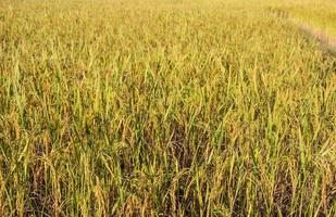 o arroz é o alimento básico do povo tailandês e quando o arroz é amarelo antes das colheitas são lindos. foto