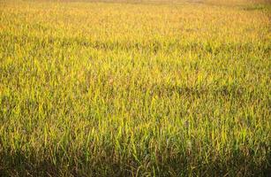 planta de arroz no campo de arroz na tailândia foto