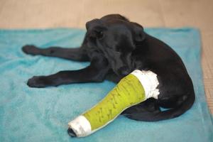 cachorrinho com osso quebrado ferido recebeu tratamento de primeiros socorros com uma tala de cor verde uma visita ao hospital veterinário. foto