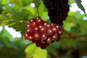 uvas na vinha em um dia ensolarado foto