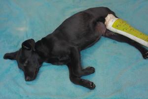 cachorrinho com osso quebrado ferido recebeu tratamento de primeiros socorros com uma tala de cor verde uma visita ao hospital veterinário. foto