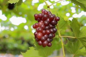 uvas na vinha em um dia ensolarado foto