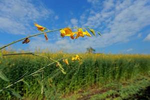 crotalaria na leguminosa comumente cultivada como adubo verde. e utilizado como ração para o gado, bem como para a beleza de uma atração turística. foto