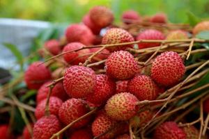 lichias frutas frescas muitos deles são vendidos para venda no mercado. foto