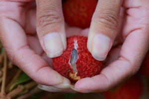 frutos de lichia apresentados nas mãos da mulher. foto