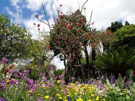 funchal e a ilha da madeira foto