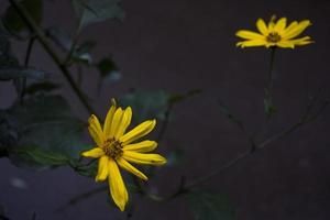 alcachofra de jerusalém de flor amarela. fundo floral perturbador foto