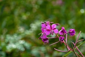 flor rosa no fundo do campo de flores fireweed foto