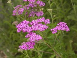 pastéis de verão achillea millefolium florescendo em um jardim foto