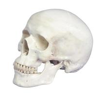 crânio humano