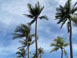 coqueiro no céu de verão foto