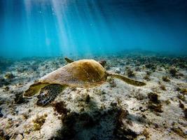 fotos debaixo d'água de tartarugas marinhas verdes