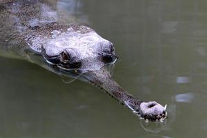 grandes crocodilos na reserva natural hamat - gader no norte de israel foto