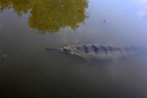 grandes crocodilos na reserva natural hamat - gader no norte de israel foto