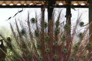 pavão vive em um zoológico em israel foto