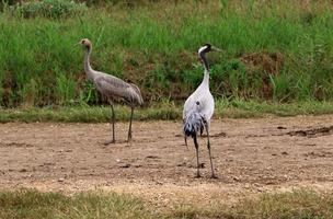 um grande bando de guindastes na reserva natural de hula no norte de israel foto