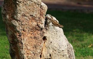 o lagarto senta-se em uma grande pedra em um parque da cidade. foto