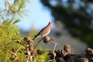 pombos em um parque da cidade no norte de israel foto