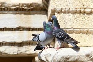 pombos em um parque da cidade no norte de israel foto