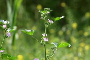 flores de verão em um parque da cidade em israel foto