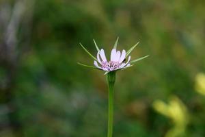 flores de verão em um parque da cidade em israel foto