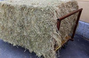 palha em um campo de fazenda coletiva para alimentação de gado foto