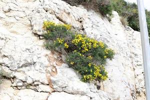 plantas verdes e flores crescem em rochas e rochas foto