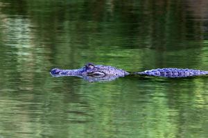 grandes crocodilos na reserva natural hamat - gader no norte de israel foto