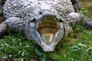 grandes crocodilos na reserva natural hamat - gader no norte de israel foto