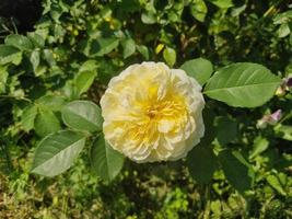 flor rosa amarela no jardim de verão. rosas amarelas com profundidade de campo rasa. foto