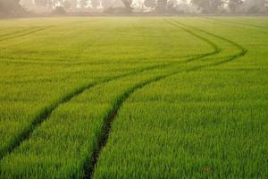 concentre-se em primeiro plano de faixas de trator de pulverizador de linha curva após pulverizar completamente fertilizantes ou herbicidas químicos no campo de arroz verde colorido no horário da manhã