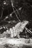 a iguana mexicana encontra-se na floresta natural de pedra rochosa do méxico. foto