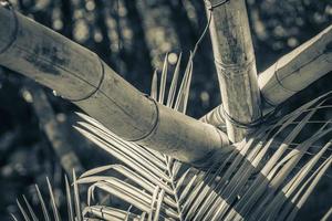 bambu árvores plantas selva natural floresta porto aventuras méxico. foto