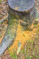 toco de árvore comido serrado e madeira no chão da floresta alemanha. foto