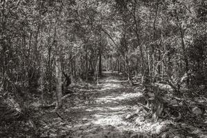 caminhada a pé no cenote tajma ha méxico da caverna sinkhole. foto