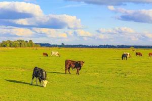 campo agrícola do norte da Alemanha com vacas natureza paisagem panorama alemanha. foto