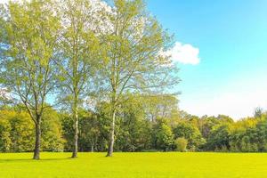naturais panorama visualize ensolarado dia verdes plantas árvores florestal germany. foto