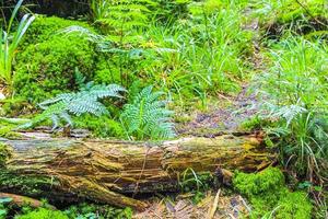 floresta abeto morto em brocken mountain peak harz alemanha. foto