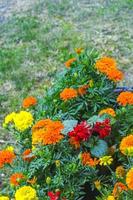 flores coloridas amarelas vermelhas laranja rosa no prado verde alemanha.