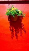 parede de cor vermelha e flor de planta foto