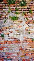 parede de tijolos de decadência e planta em burano foto