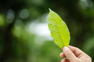 mão segurando mitragyna speciosa fresca ou árvore kratom. tiro ao ar livre em desfoque de fundo foto