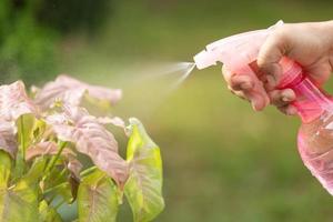 mão usando spray rosa para regar a planta no período da manhã. foto