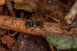 aranha saltadora adulta foto