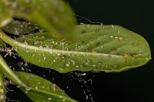 grupo de pequenos pulgões verdes foto