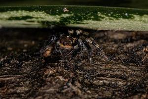 pequena aranha saltadora foto