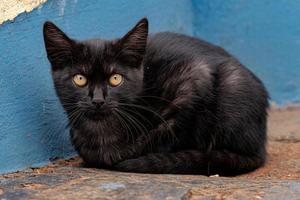 gato doméstico selvagem jovem preto foto