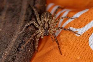 pequena aranha lobo foto