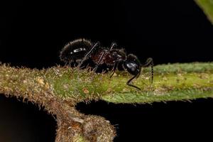 formiga adulta odorífera foto