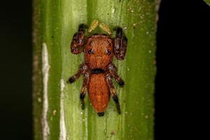 pequena aranha saltadora foto